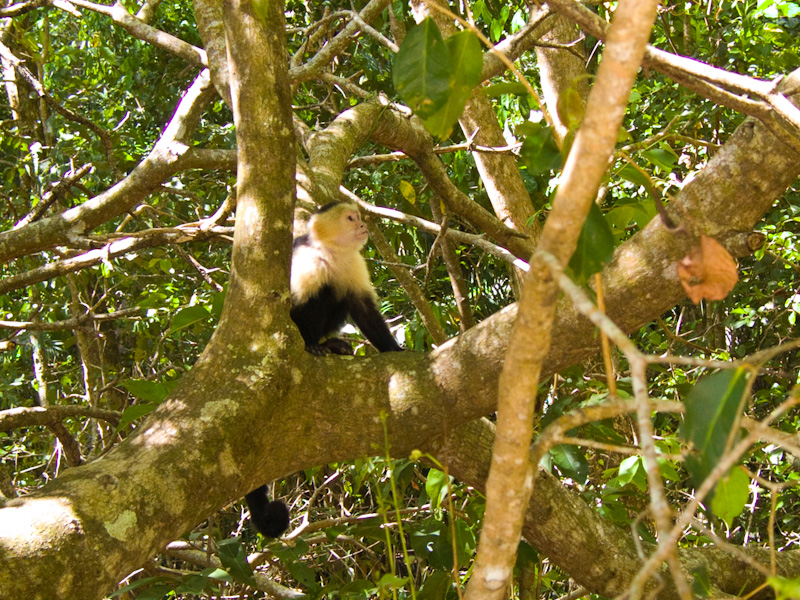 White-Faced Capuchin In Tree